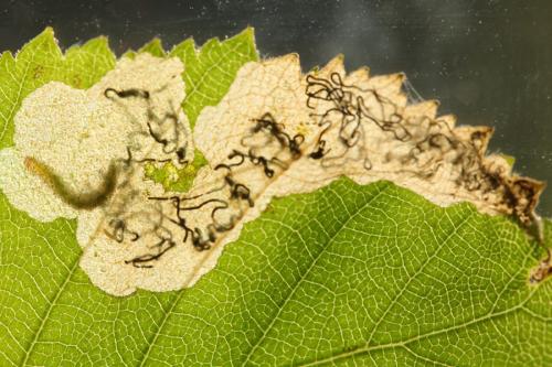 Eriocrania semipurpurella